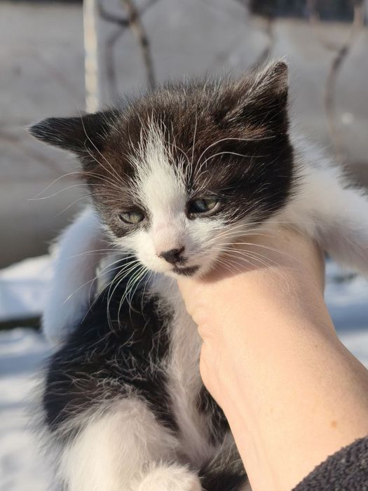 Пухнасті чарівні котики