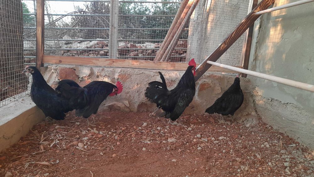 Galinhas ornamentais