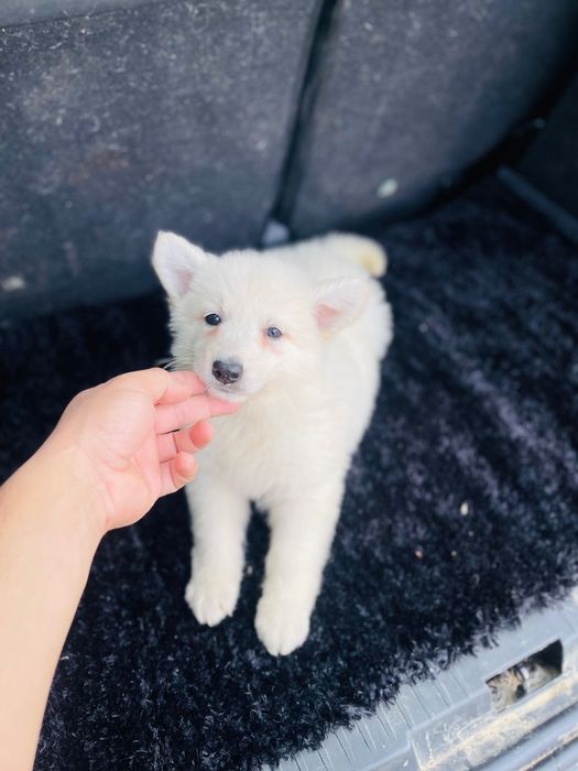 pastor branco suíço macho