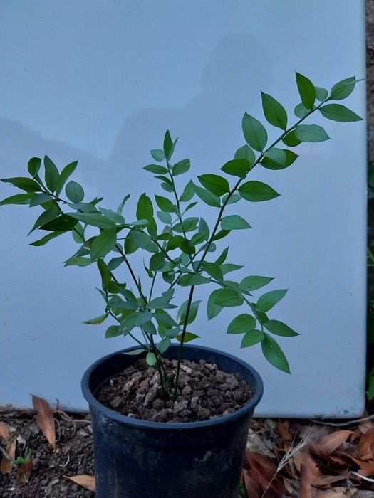 Planta de gilbardeira