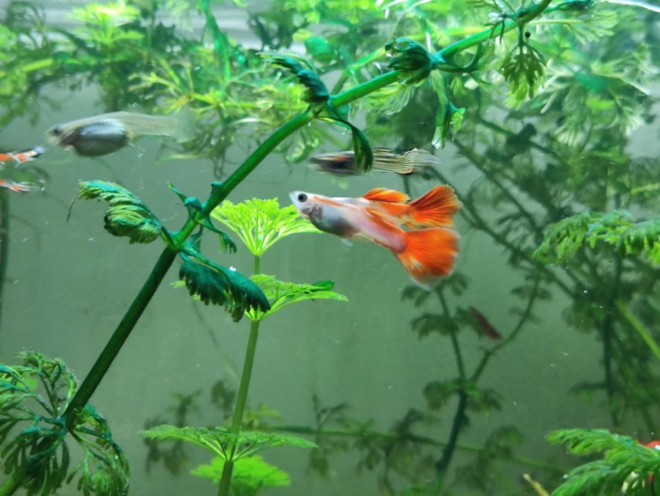 Peixe Guppy macho