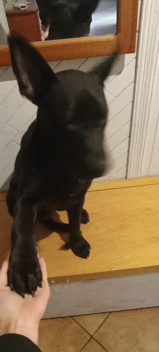 Oddam 7 miesięcznego psa ZA DARMO