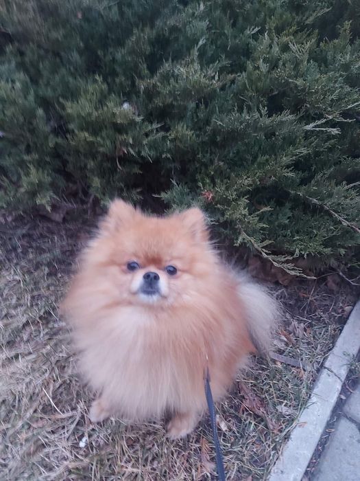 Мини-шпиц готов на свидания для вязки !!!