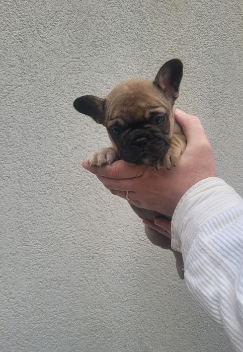 Bulldog francês macho