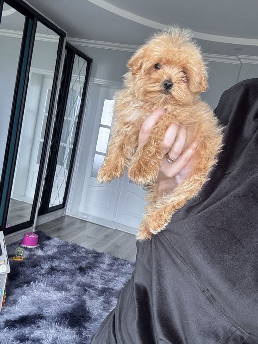 ‼️ Дівчинка мікро ‼️ міні мальтіпу