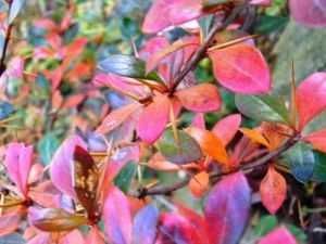 Berberys thunberga Parkjuweel 10-20 cm Hurt-detal