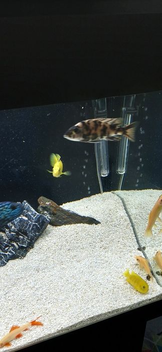 Ciclideos Aulonocara maylandi