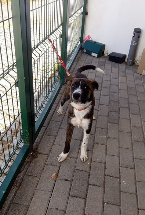Cadelinha de 5 mesinhos para adopção responsável