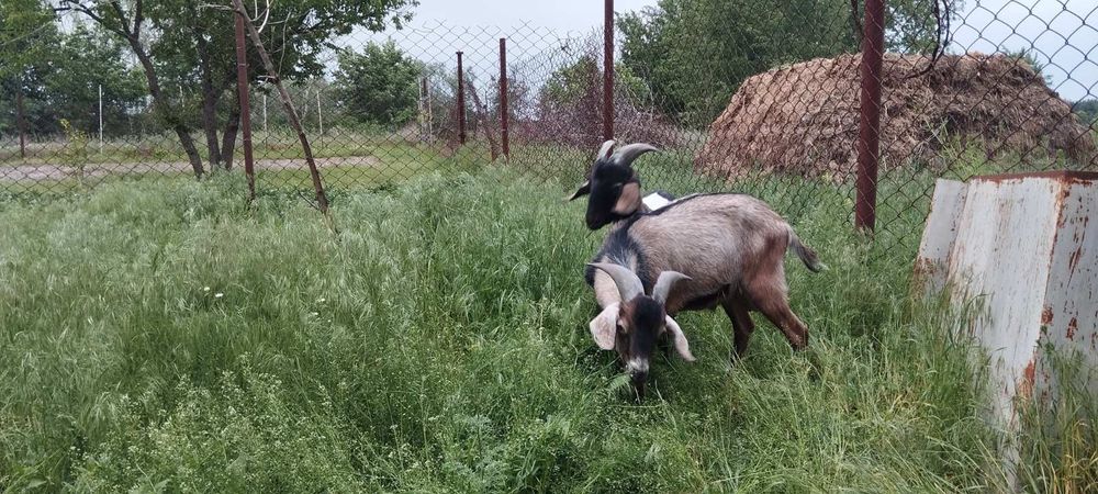 Англонубійські цапи козли