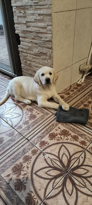 Миша щеночек Лабрадор Ретривер