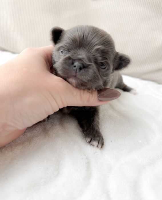 Chihuahua Mikro blue dziewczynka.