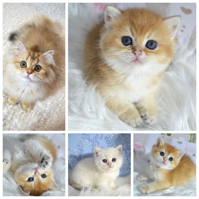 Британские котята золотая шиншилла /британські кошенята