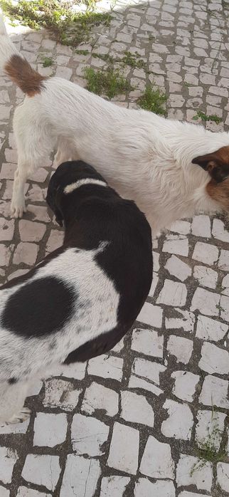 cão para adopção consciente