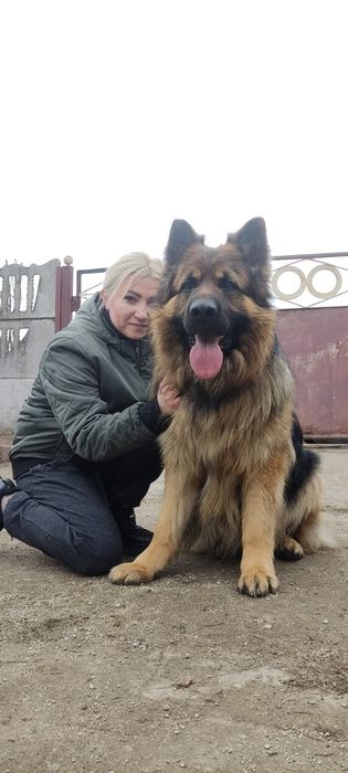Німці ДШ цуценята