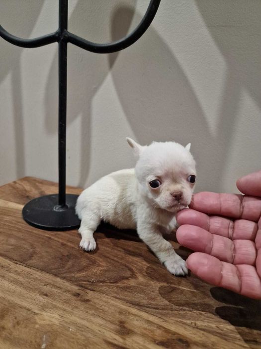 Chihuahua super Miniatura
