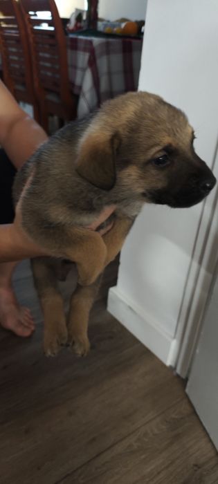 Віддам в хороші руки цуценя, песика