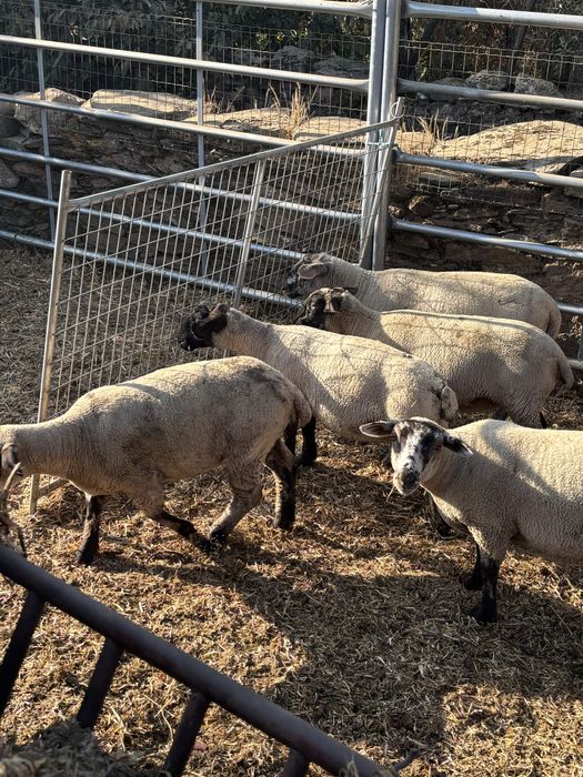 Borregas cruzadas de suffolk e macho puro