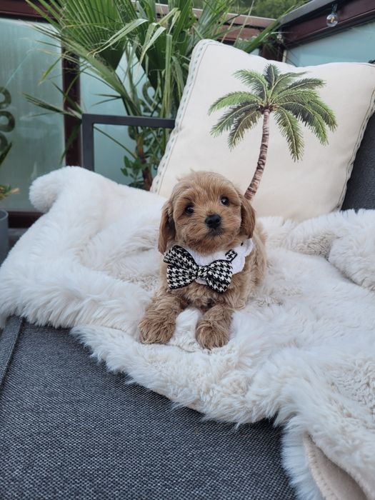 Maltipoo piesek  pudel toy maltanczyk