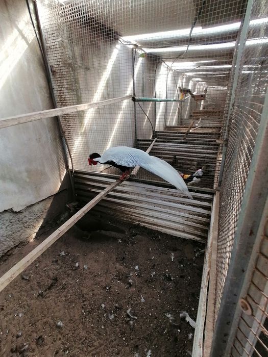 Aves disponível para imigração