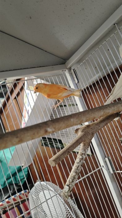 Canário laranja fêmea