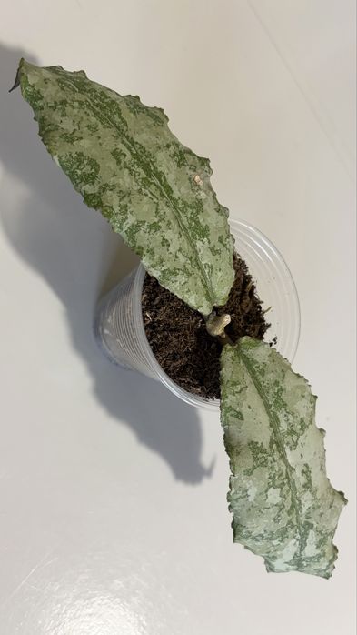 Хойя Hoya Undulata Silver