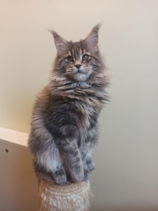 Maine Coon-koteczka po Championie