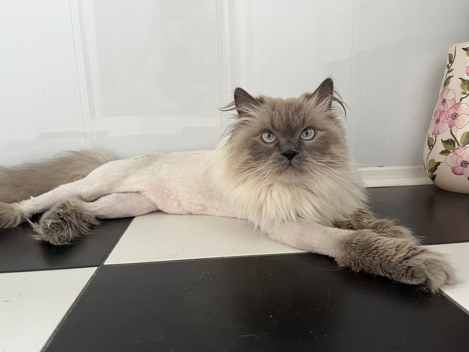 Стрижка котів, грумінг на виїзд, тиха машинка,Ірпінь, Борщагівка