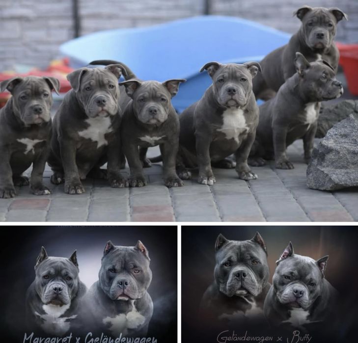 Ambully , Bully, pocket