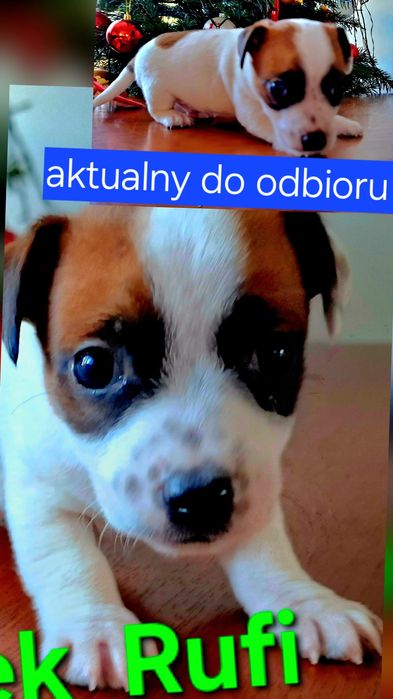 Piesek  3 miesięcznyJack Russell   JUŻ ODBIÓR   RODZICE W HODOWLI