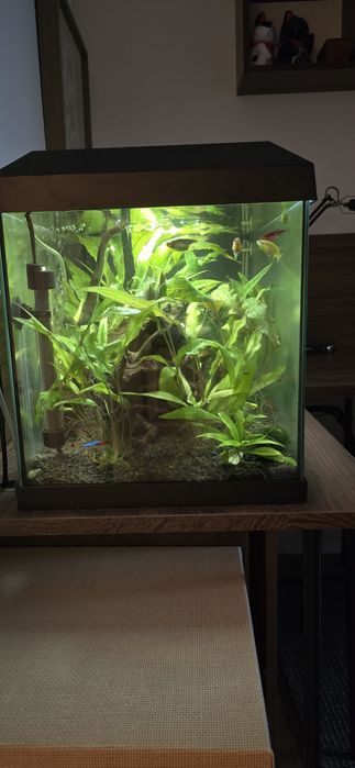 Sprzedam akwarium 60 kompletne neonki, danio, stabilne