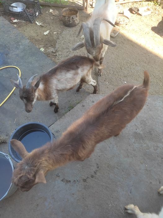 Продам козлят недорого