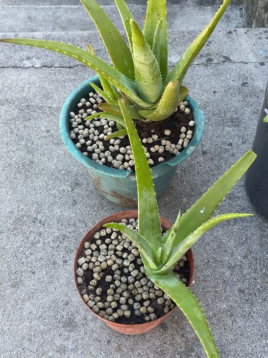 Aloe vera par venda