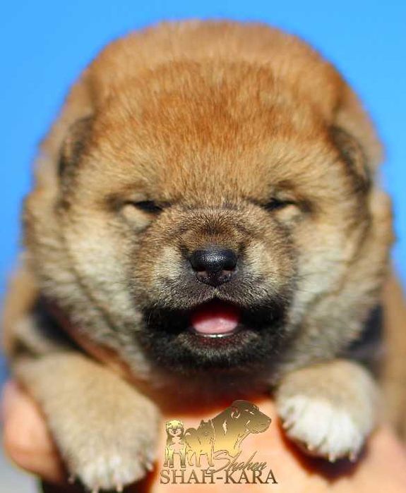 Гарні дівчата шиба/сіба-іну