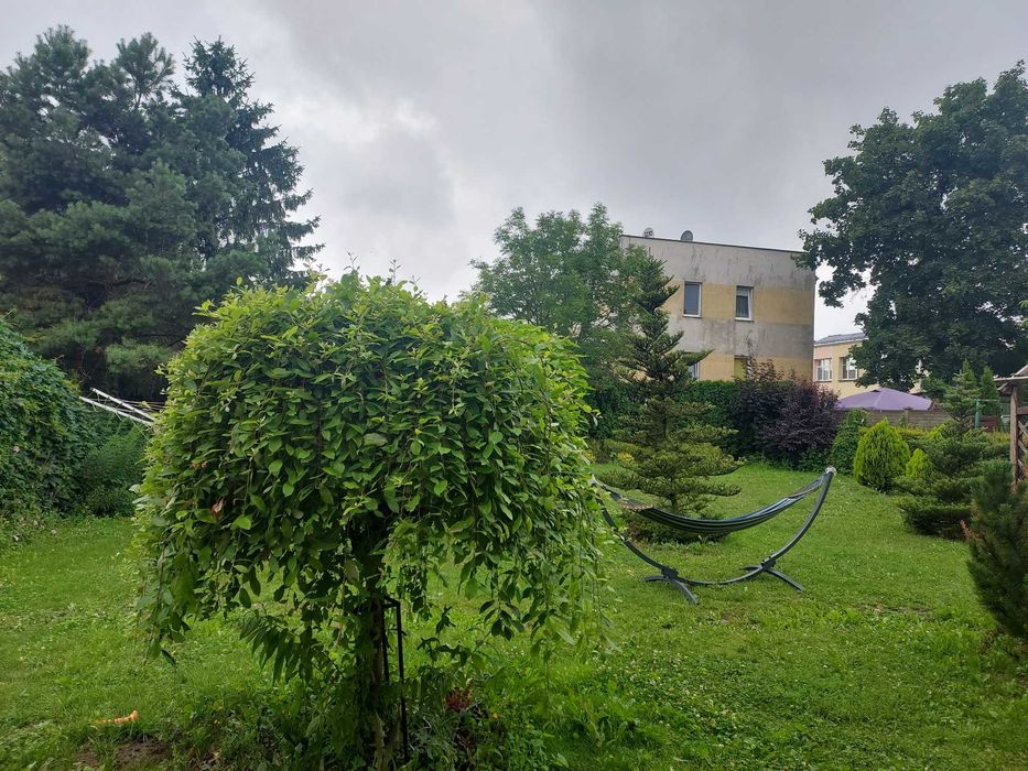 Chełmża kamienica lub mieszkania na sprzedaż