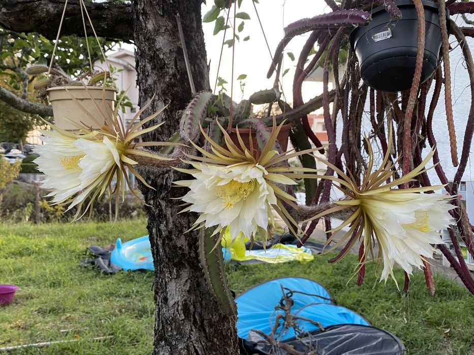 selenicereus grandiflorus