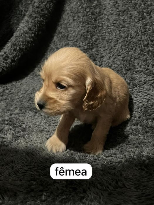 Cocker spaniel  inguels
