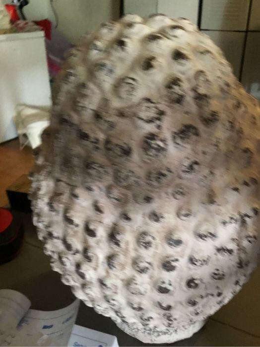 Buda em gesso decorativo