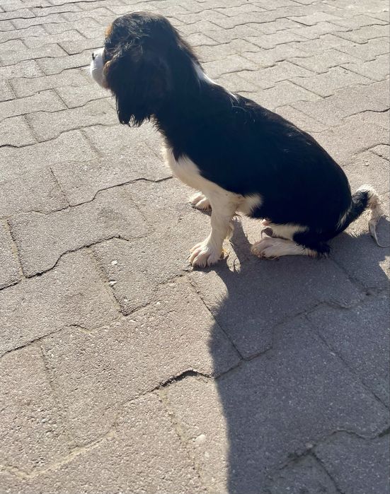 Cavalier king charles spaniel samczyk