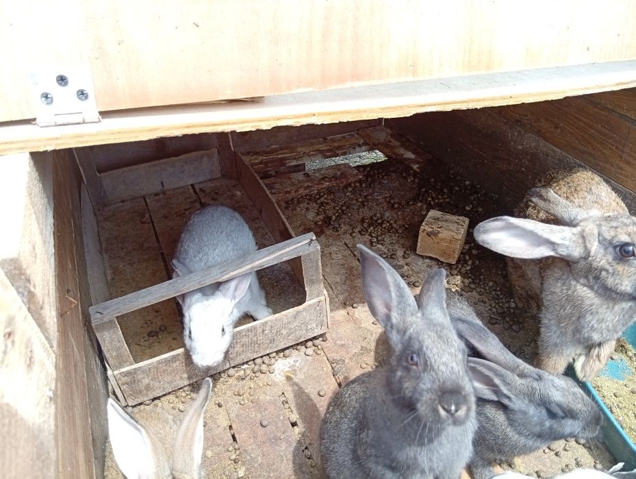Vendo Coelhos f/m