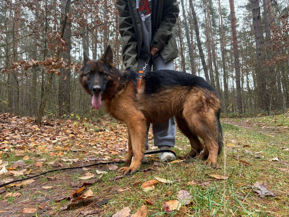 Owczarek niemiecki Krypto szuka domu ze schroniska