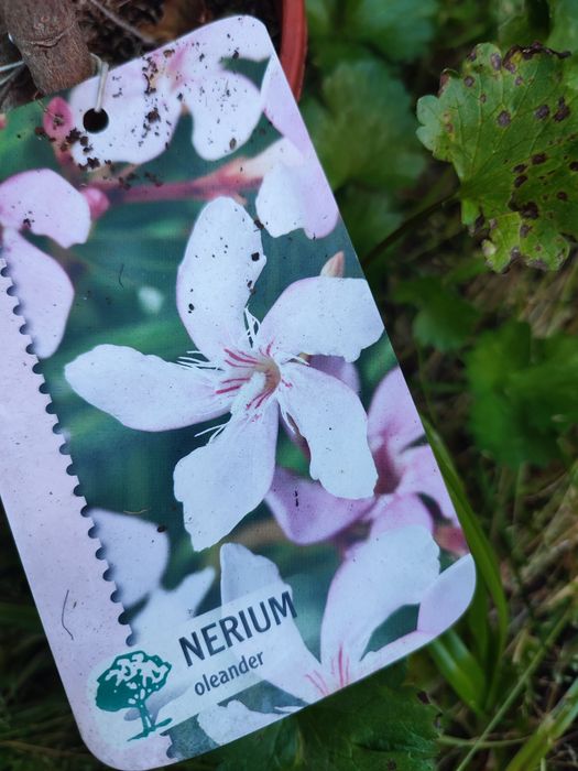 Planta Nerium Oleander cor Rosa