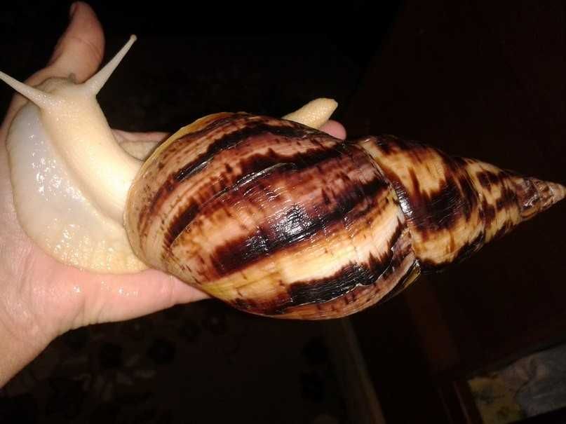 Улитки Ахатина трех разных пород по низкой цене.