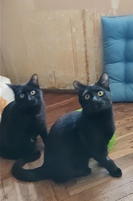 Красивий лагідний пантерчик, котик, кошеня,  кіт, котята, кошенята