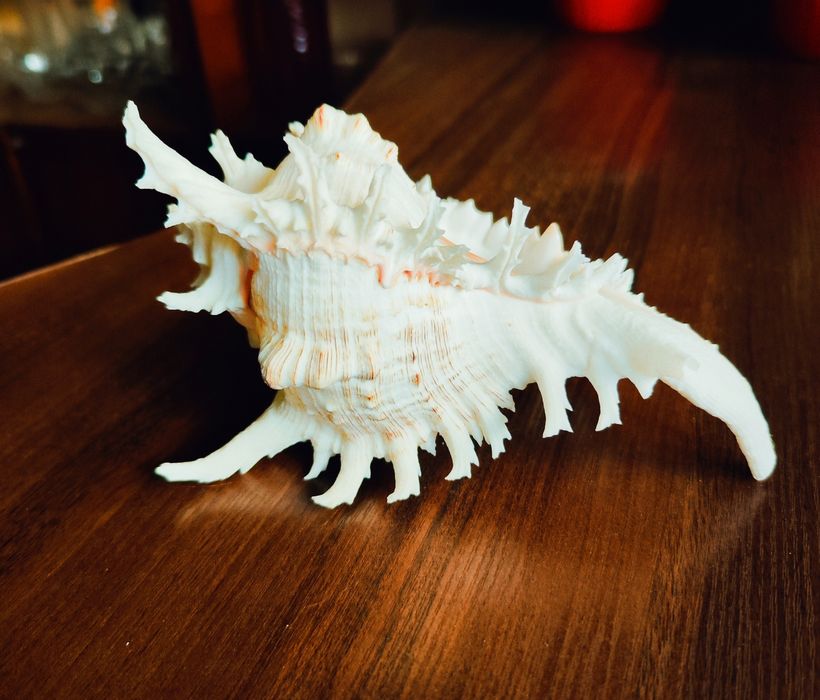 Велика колекційна морська мушля Chicoreus Ramosus (Гіллястий чикореус)