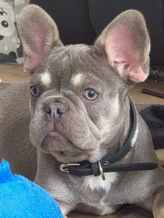 Buldog francuski/Małe rozrabiary9
