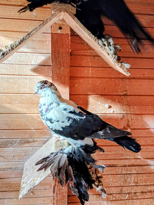 Widyny , gołebie ozdobne 25r