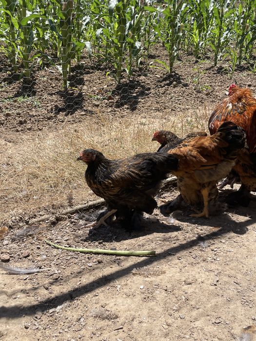 Galinhas Brahmas com 2 meses