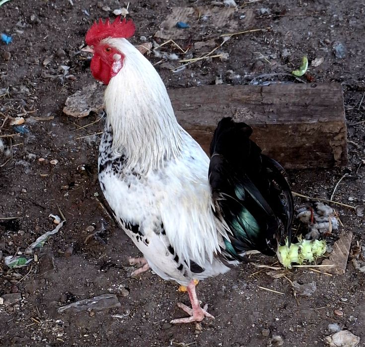 Galos garnizes macho para venda