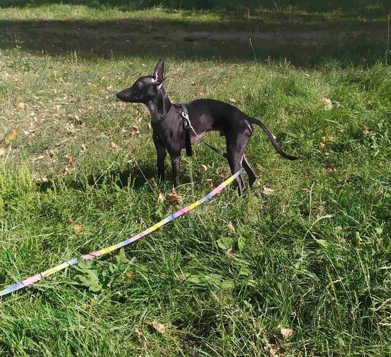 Левретка,очаровательный мальчик.