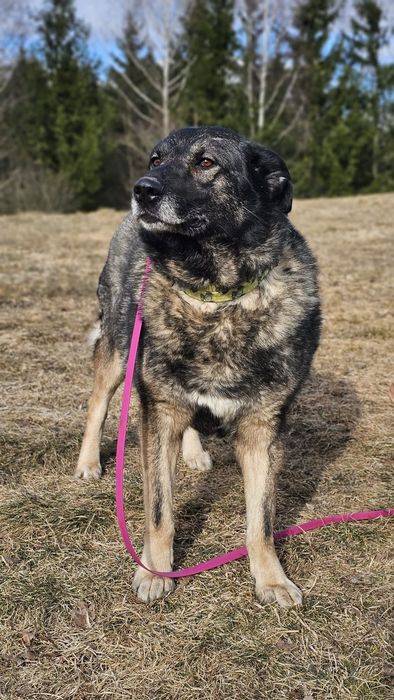 suczka do adopcji